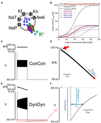 Temporal dynamics of Na/K pump mediated memory traces: insights from conductance-based models of Drosophila neurons